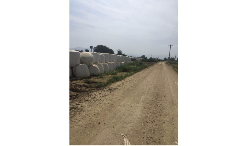 3-Mısır Silajı aylık 10.000 ton tedarik etme yeteneği 1. sınıf - 2. sınıf